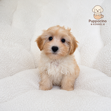 Charger l'image dans la galerie, Chan Male Toy Maltipoo