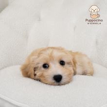 Charger l'image dans la galerie, Chan Male Toy Maltipoo