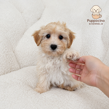Charger l'image dans la galerie, Chan Male Toy Maltipoo