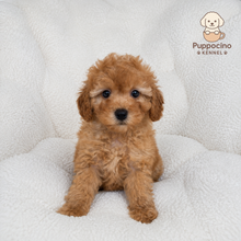 Charger l'image dans la galerie, Chichi Female Mini Poodle