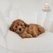 Charger l'image dans la galerie, Chichi Female Mini Poodle