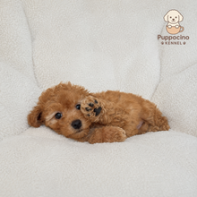 Charger l'image dans la galerie, Chichi Female Mini Poodle