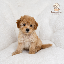 Cargar imagen en el visor de la galería, Chloe Female Mini Poodle