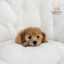 Cargar imagen en el visor de la galería, Chloe Female Mini Poodle