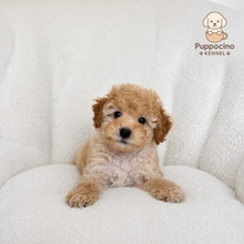 Cargar imagen en el visor de la galería, Chloe Female Mini Poodle