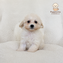 Charger l'image dans la galerie, Chubbs Female Toy Maltipoo