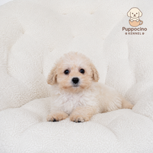 Charger l'image dans la galerie, Chubbs Female Toy Maltipoo