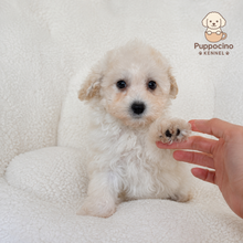 Charger l'image dans la galerie, Chubbs Female Toy Maltipoo
