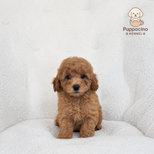 Load image into Gallery viewer, Cici Female Mini Poodle