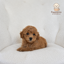 Load image into Gallery viewer, Cici Female Mini Poodle
