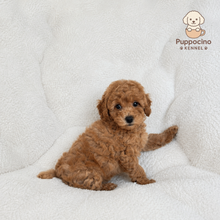 Load image into Gallery viewer, Cici Female Mini Poodle