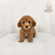 Charger l'image dans la galerie, Ciro Male Toy/Mini Poodle