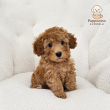 Charger l'image dans la galerie, Ciro Male Toy/Mini Poodle
