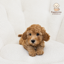 Charger l'image dans la galerie, Ciro Male Toy/Mini Poodle