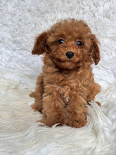 Load image into Gallery viewer, Faith Female Tiny Toy Poodle
