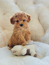 Charger l'image dans la galerie, Carol Female Toy/Mini Poodle (reserved)
