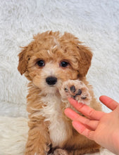 Load image into Gallery viewer, Biscuit Male Toy Maltipoo