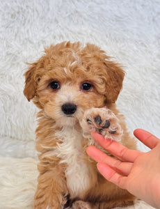 Biscuit Male Toy Maltipoo