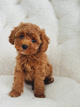Load image into Gallery viewer, Winnie Female Toy/Mini Poodle
