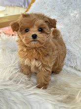 Load image into Gallery viewer, Charlotte Female Toy Maltipoo