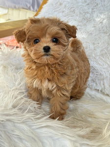 Charlotte Female Toy Maltipoo