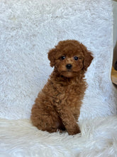 Load image into Gallery viewer, Pamela Female Toy/Mini Poodle
