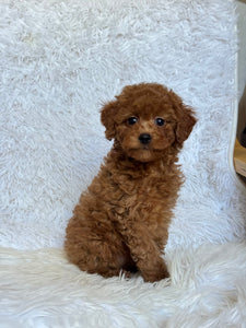 Pamela Female Toy/Mini Poodle