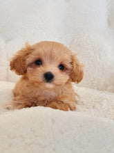 Load image into Gallery viewer, Tina Female Teacup Maltipoo