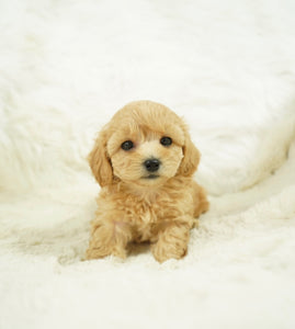 Biscuit Female Toy Maltipoo