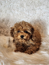 Load image into Gallery viewer, Patrick Male Toy/Mini Poodle