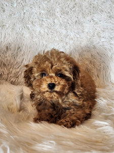 Patrick Male Toy/Mini Poodle