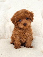 Load image into Gallery viewer, Ember Female Mini Cockapoo