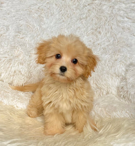 Mason Toy/Mini Maltipoo