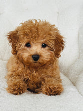 Load image into Gallery viewer, Teddy Male Mini Poodle