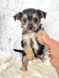 Scooter Male Toy Morkie