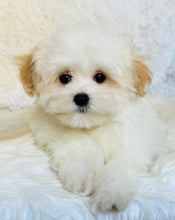 Load image into Gallery viewer, Puff Male Toy Maltipoo