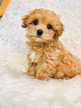 Load image into Gallery viewer, Nikola Male Toy Maltipoo