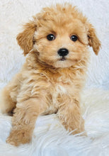 Load image into Gallery viewer, Blue Male Toy Maltipoo