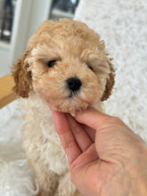 Cargar imagen en el visor de la galería, Layla Female Toy Poodle (Discounted)