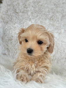 Niseko Female Toy Maltipoo