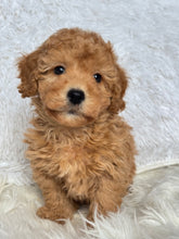 Load image into Gallery viewer, Tatsuya Male Toy/Mini Poodle