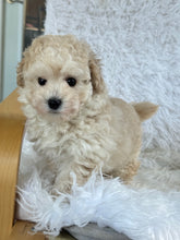 Cargar imagen en el visor de la galería, Mia Female Toy Maltipoo