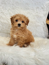 Load image into Gallery viewer, Estelle Female Toy Maltipoo