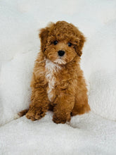 Load image into Gallery viewer, Scout Male Toy/Mini Poodle