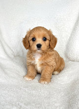 Charger l'image dans la galerie, Mojo Male Toy Maltipoo