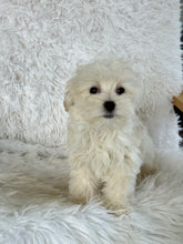 Load image into Gallery viewer, Maggie Female Toy Maltipoo