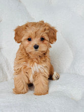 Load image into Gallery viewer, Alice Female Toy Maltipoo