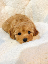 Charger l'image dans la galerie, Joy Female Toy/Mini Poodle