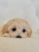 Load image into Gallery viewer, Zoe Female Toy Maltipoo