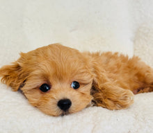 Cargar imagen en el visor de la galería, Virtuous Male Toy Maltipoo